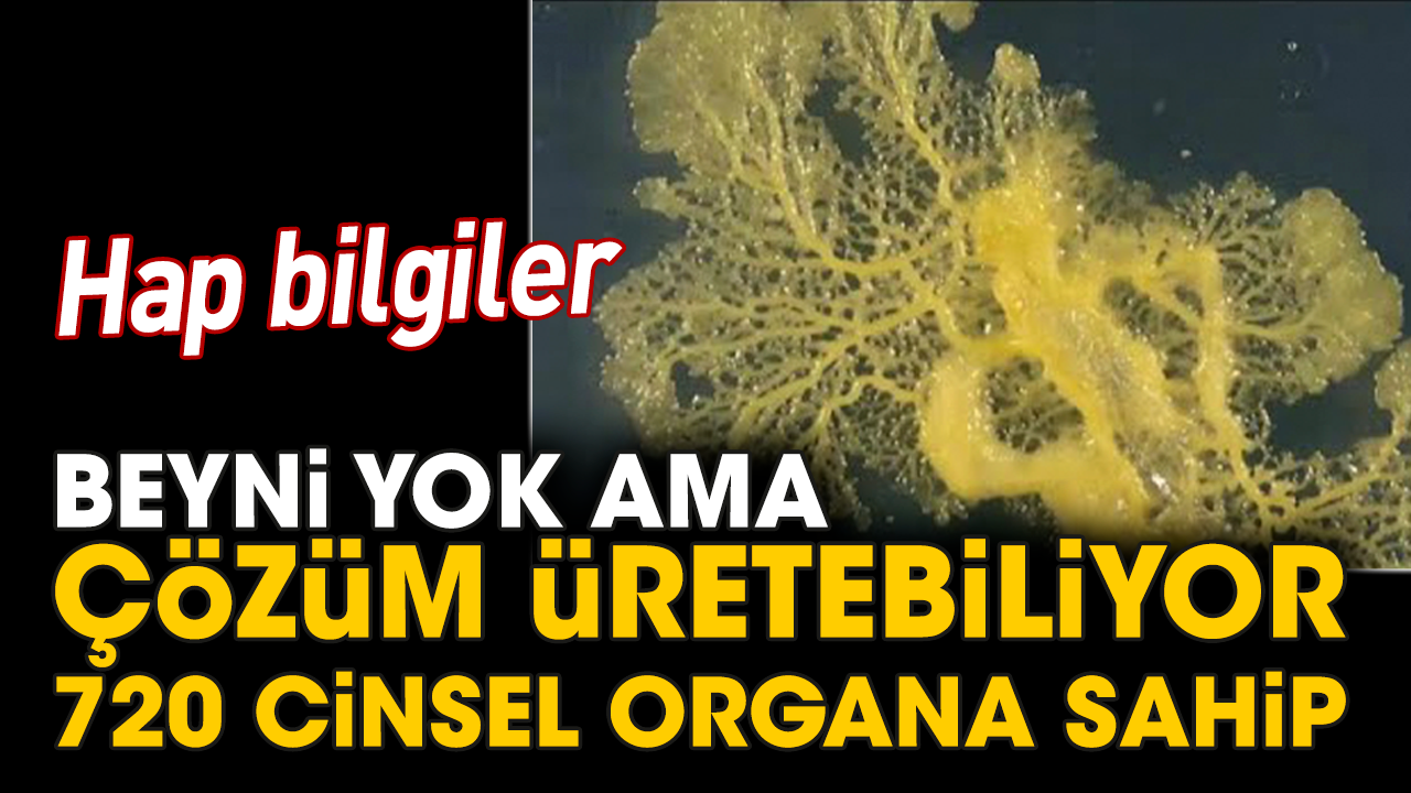 Hap bilgiler! Beyni yok ama çözüm üretebiliyor 720 cinsel organa sahip