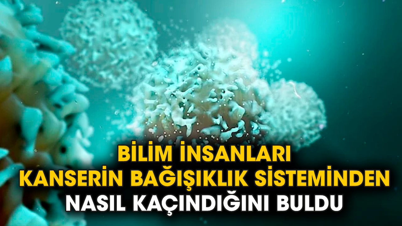 Bilim insanları, kanserin bağışıklık sisteminden nasıl kaçındığını buldu