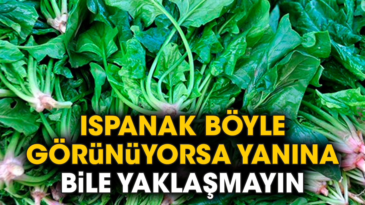 Ispanak böyle görünüyorsa yanına bile yaklaşmayın