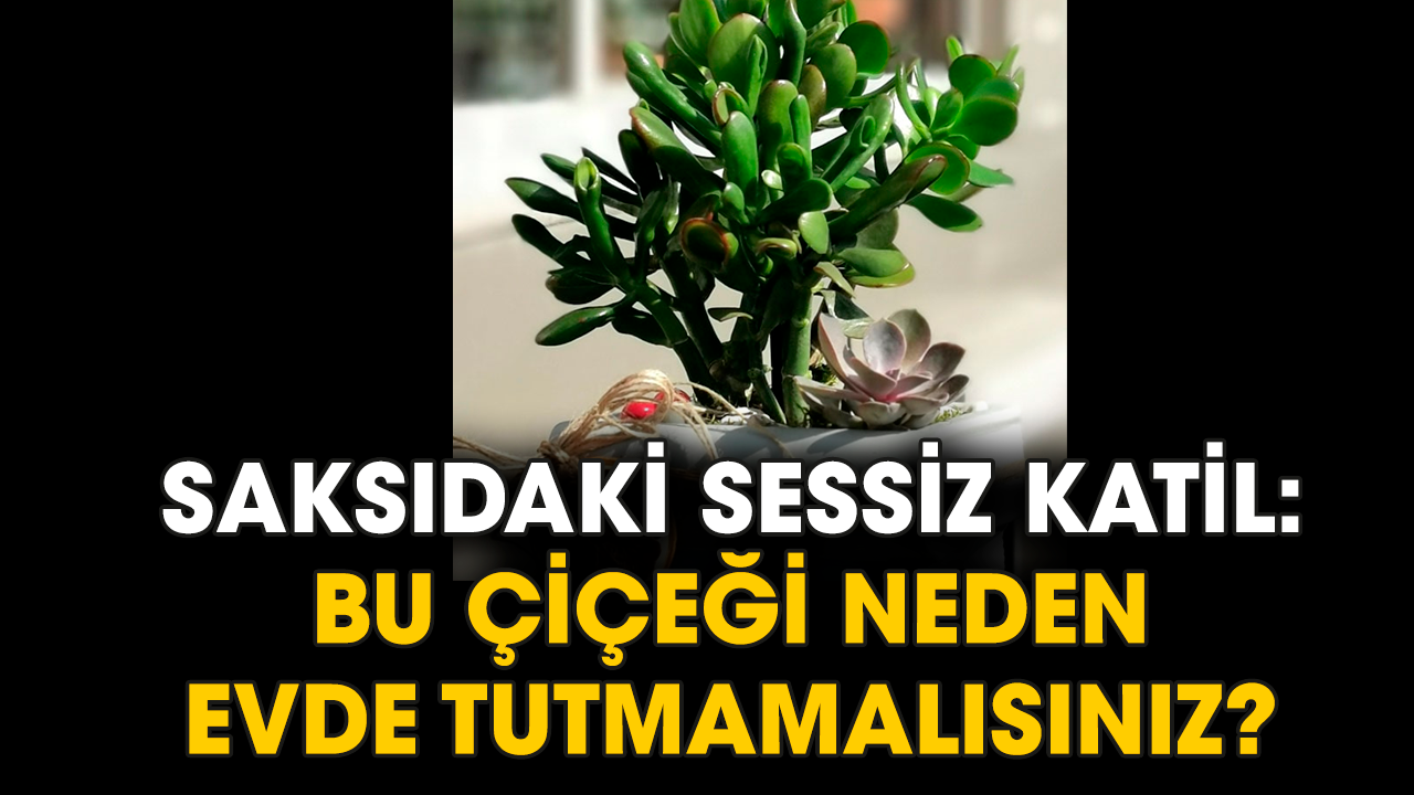 Saksıdaki sessiz katil: Bu çiçeği neden evde tutmamalısınız