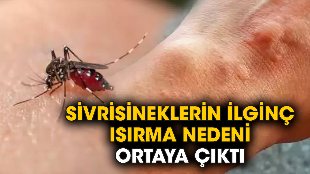 Sivrisineklerin ilginç ısırma nedeni ortaya çıktı