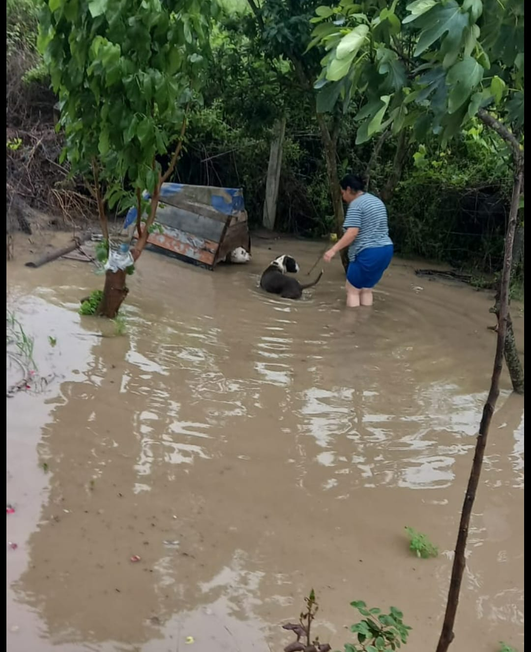 Samsun'da Sağanak Yağış Dereleri Taşırdı