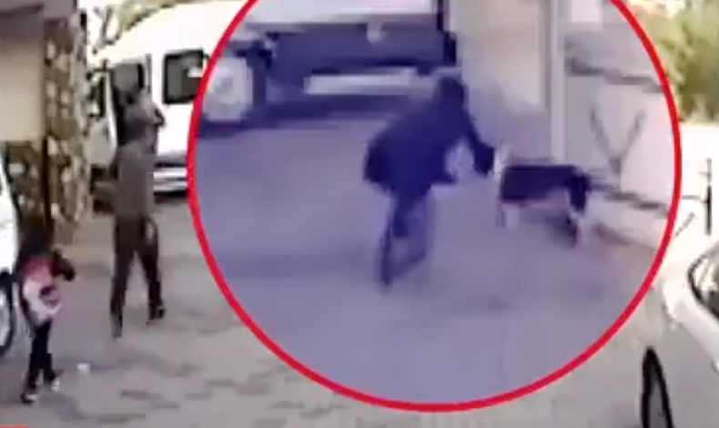 Sokak köpeklerinin terörü bitmiyor
