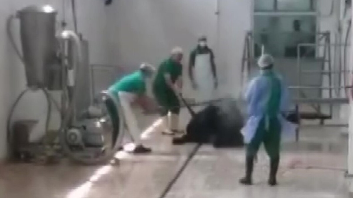 Adana'da Et ve Süt Kurumunda  Hayvana İşkence kamerada
