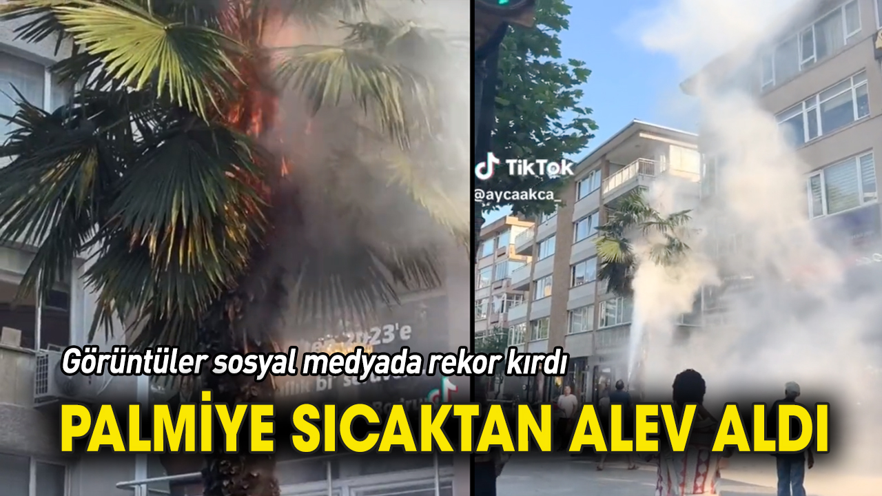 Palmiye sıcaktan alev aldı 'Görüntüler sosyal medyada rekor kırdı'