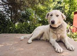 Köpekler 'şimdilik' burada kalacak!