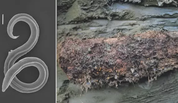 Bilim insanları açıkladı; 46 bin yıllık solucan canlandı