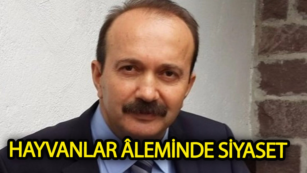 Hayvanlar âleminde siyaset