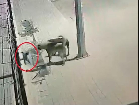 Başıboş köpeklerin kurbanı bu sefer bir kedi oldu!
