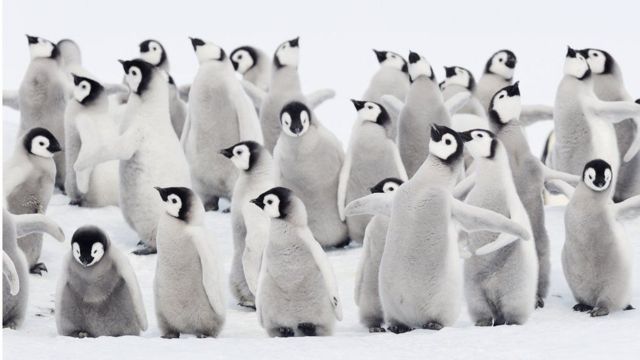 İklim değişikliği penguenleri vurdu