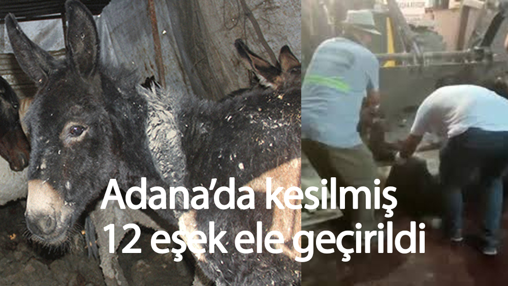 Adana'da kesilmiş at ve eşek etleri imha edildi