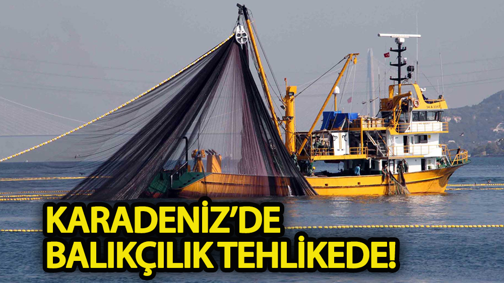 Karadeniz'de balıkçılık tehlikede!