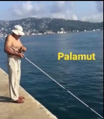 Palamut trafik kazası geçirdi!