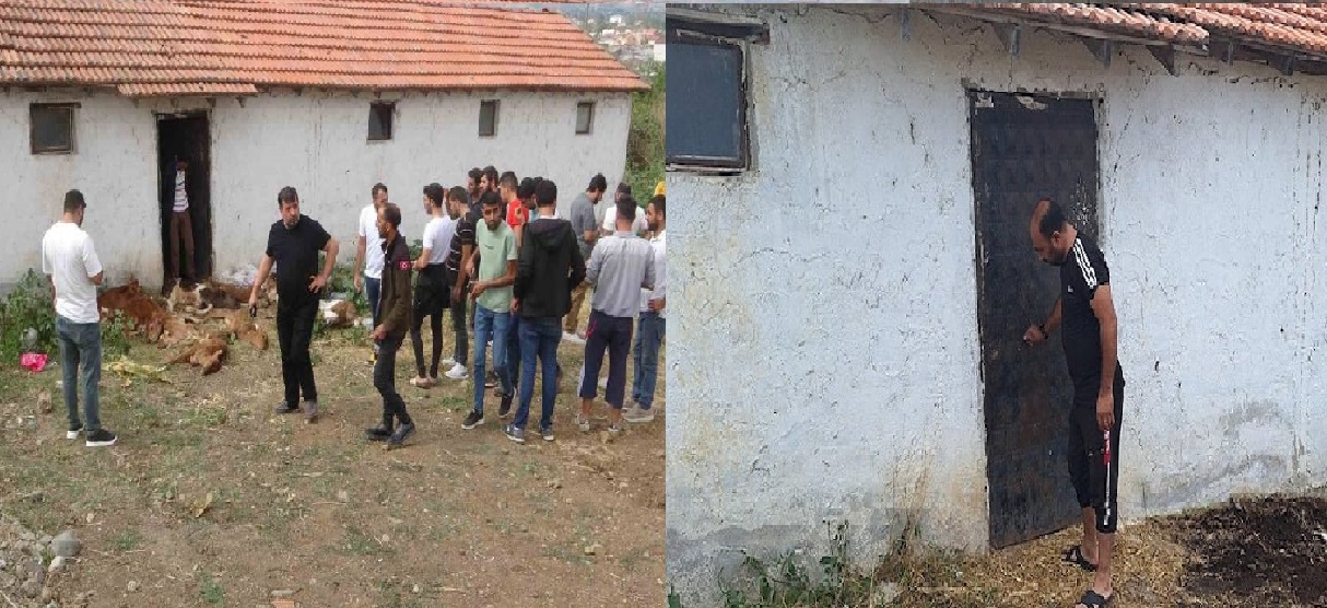 Bafra’da Sokak Köpekleri 11 Buzağı Telef Etti! 