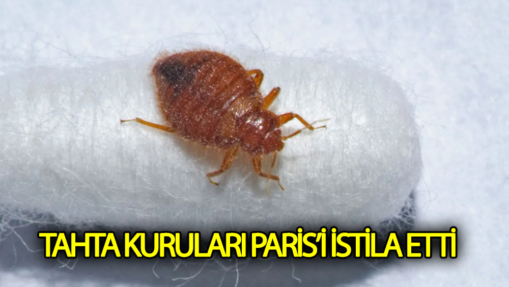 Tahtakuruları Paris'i istila etti