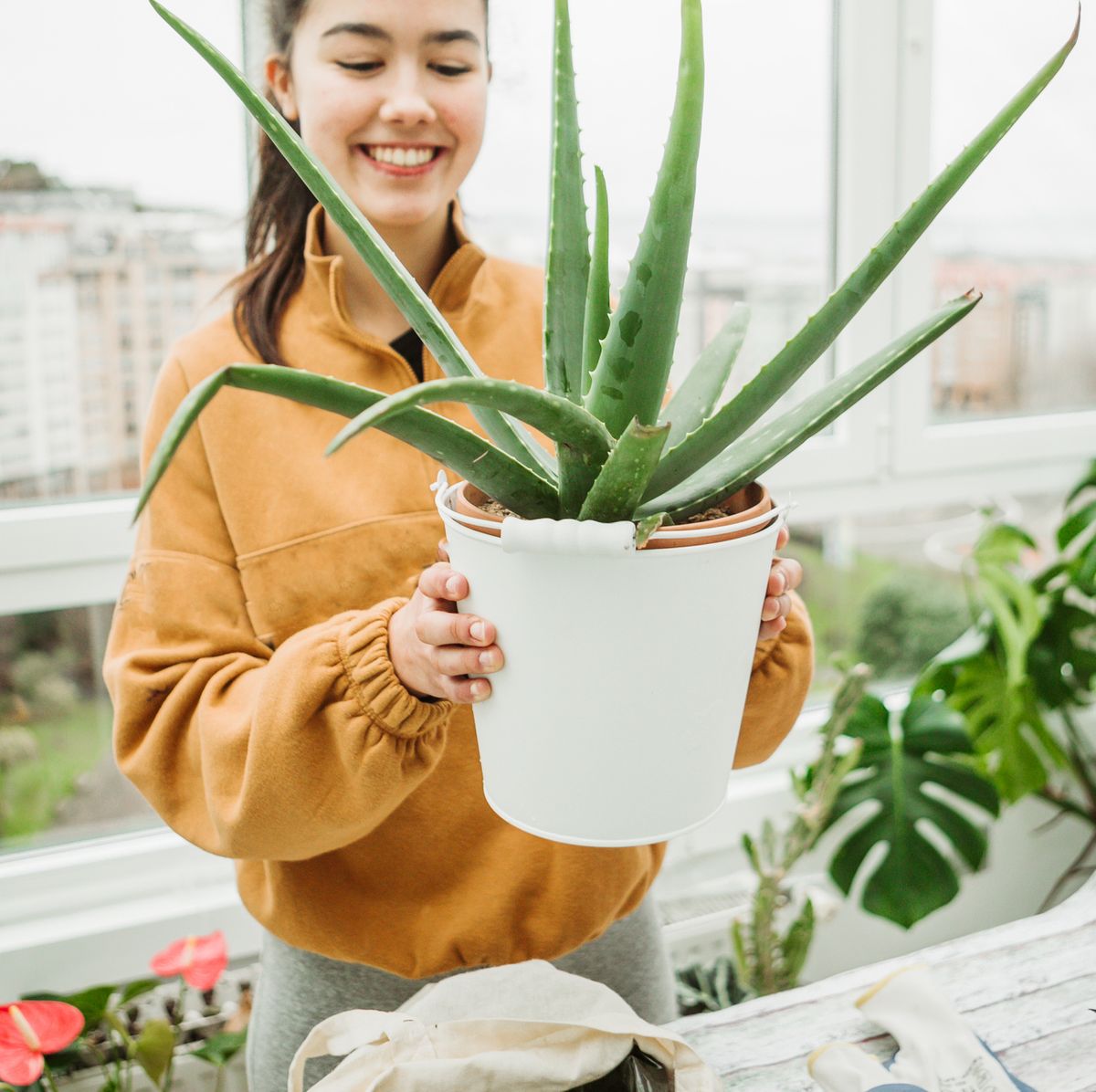 Bin bir derde deva Aloe Vera!