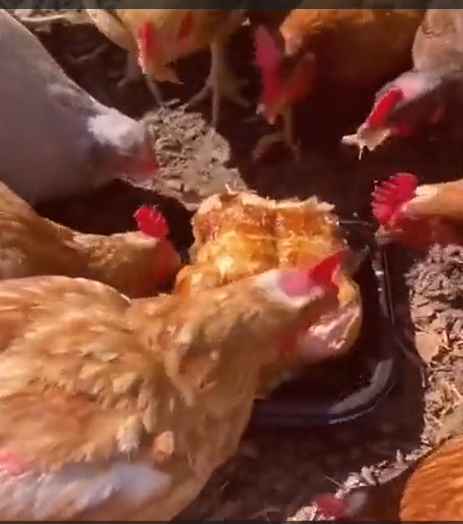 Tavuk tavuğu yediği anlar kamerada
