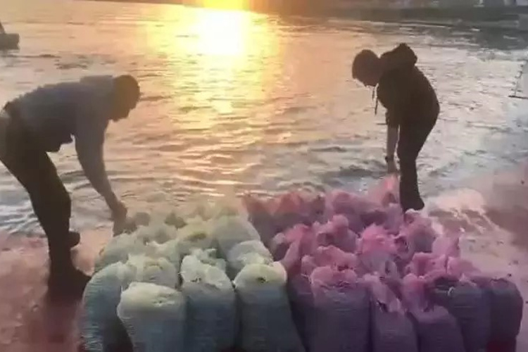 Kadıköy' de kaçak midye avı! 1 ton midye denize bırakıldı