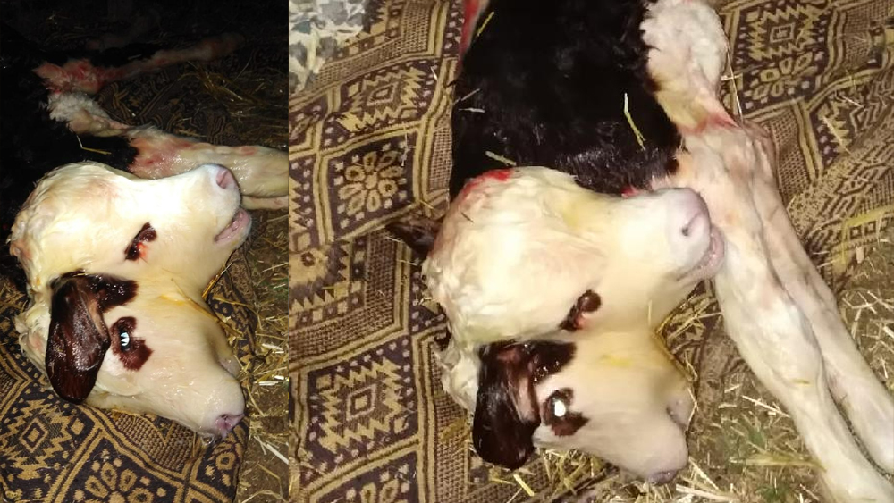 Tokat Niksar'da Çift Başlı Buzağ Dünyaya Geldi