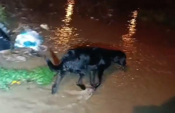 Çanakkale'de şiddetli yağış! Dere taştı