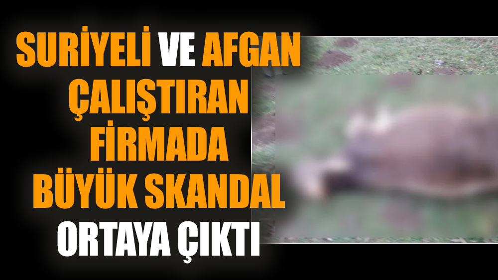 Suriyeli ve Afgan çalıştıran firmada büyük skandal ortaya çıktı