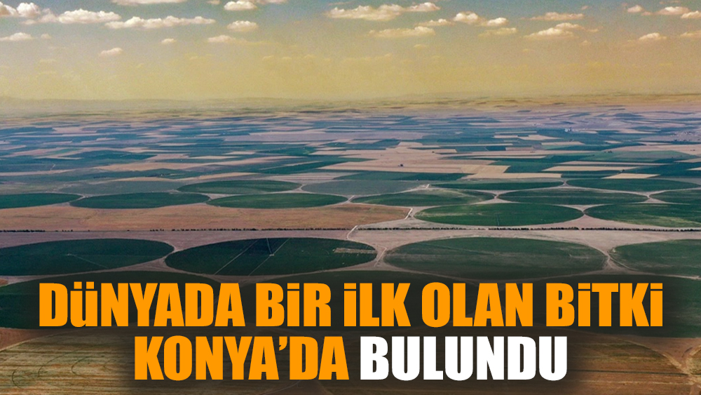 Dünyada bir ilk olan bitki Konya'da bulundu