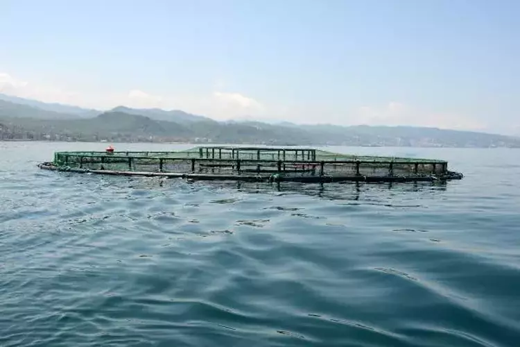 Karadeniz somonunda "yerli protein"