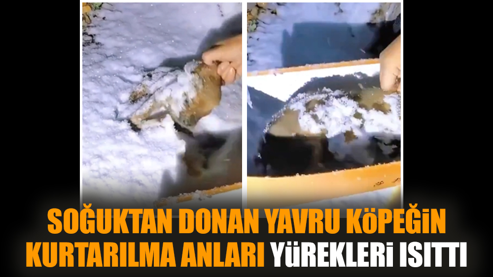 Soğuktan donan yavru köpeğin kurtarılma anları yürekleri ısıttı