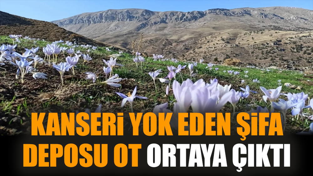Kanseri yok eden şifa deposu ot ortaya çıktı