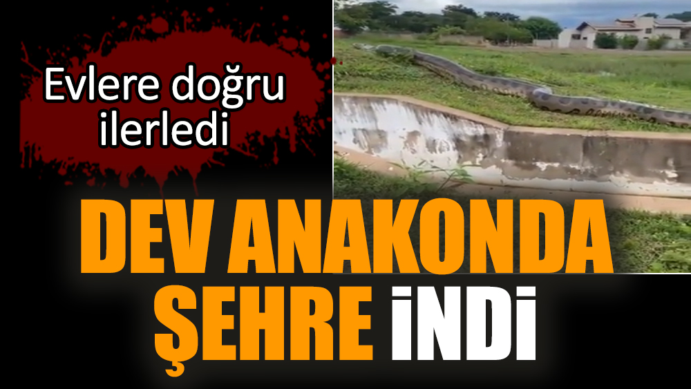 Dev anakonda şehre indi. Evlere doğru ilerledi