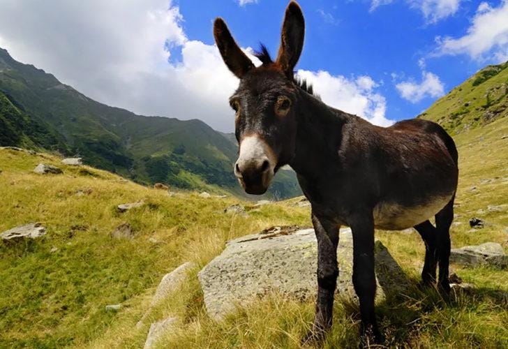 Her yıl milyonlarca eşek öldürülüyor