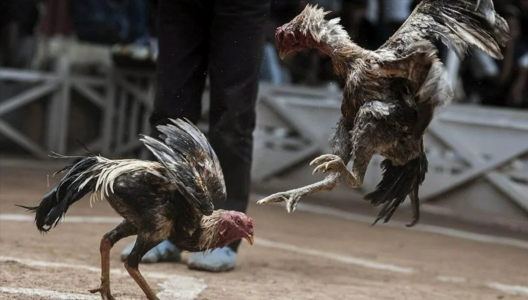 Horoz dövüştürerek kumar oynayanlara ceza yağdı