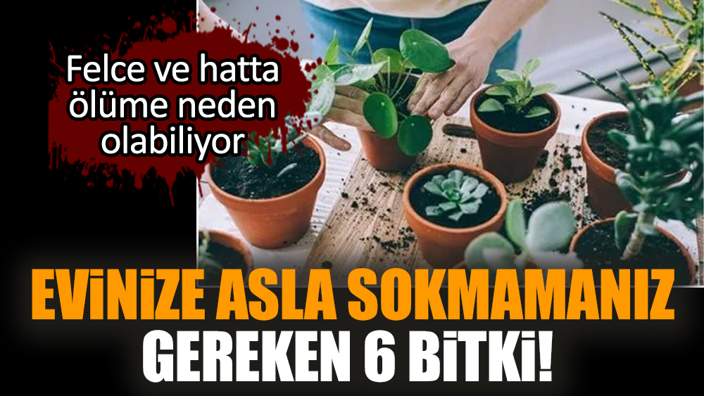 Evinize asla sokmamanız gereken 6 bitki!