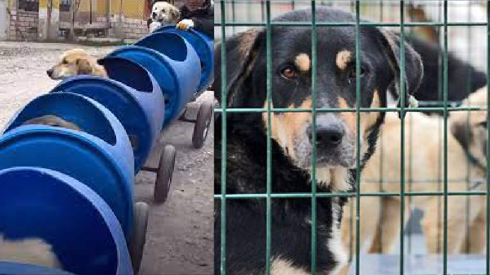 Hayvansever Vatandaş, Engelli Köpekler İçin Tren Yaptı
