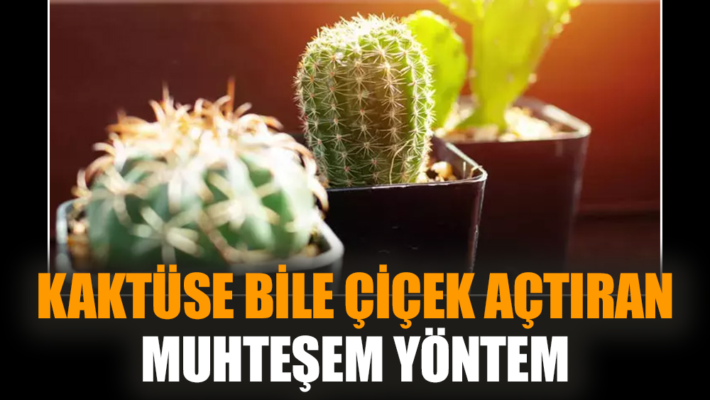 Kaktüse bile çiçek açtıran muhteşem yöntem