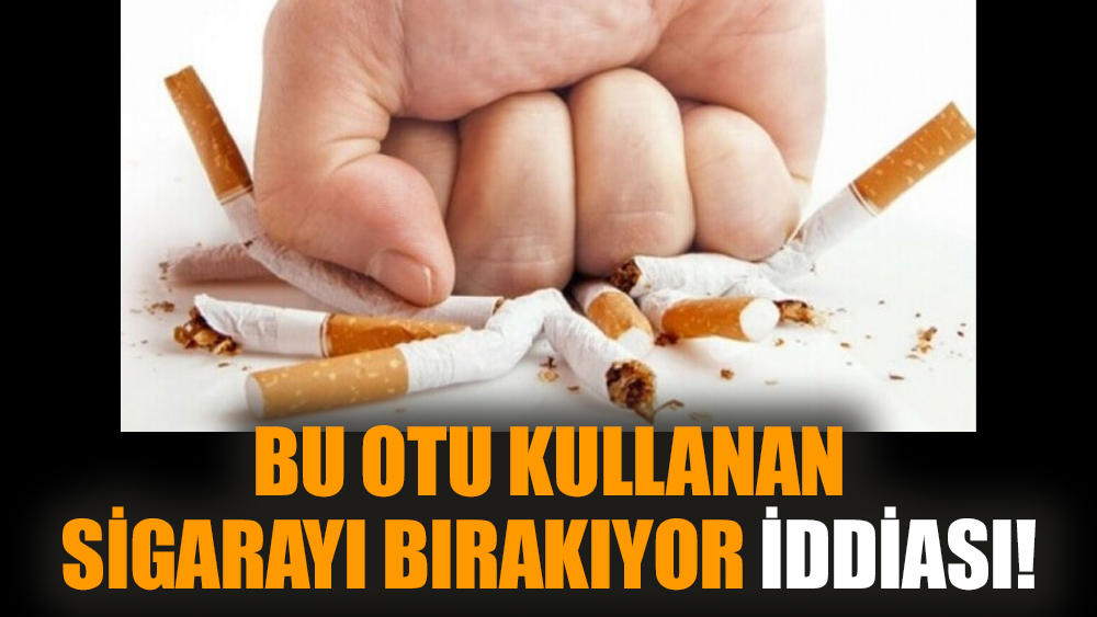 Bu otu kullanan sigarayı bırakıyor iddiası!