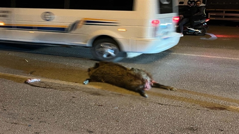 Muğla'da Domuz Kaçışıyla Korkunç Kaza