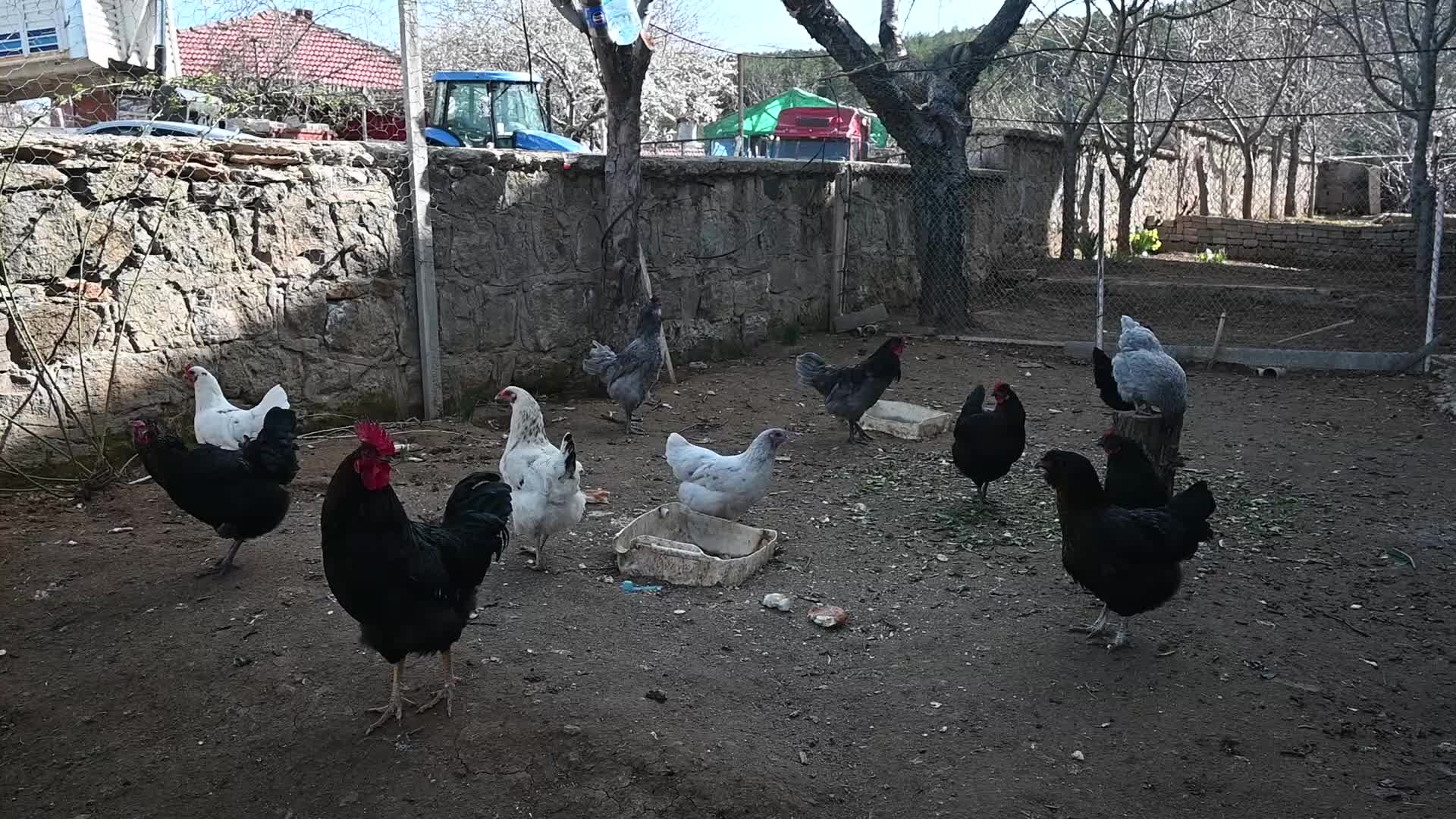 Mavi renkte yumurtlayan tavuklar…