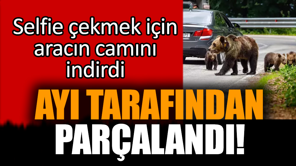 Selfie çekmek için camı indirdi ayı tarafından parçalandı!