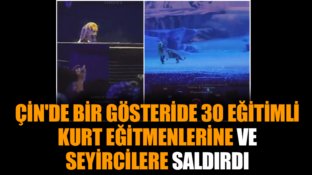 Çin'de bir gösteride 30 eğitimli kurt eğitmenlerine ve seyircilere saldırdı