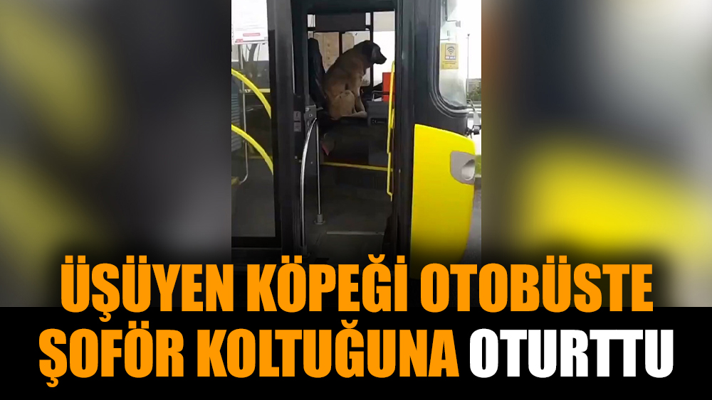 Üşüyen köpeği otobüste şoför koltuğuna oturttu