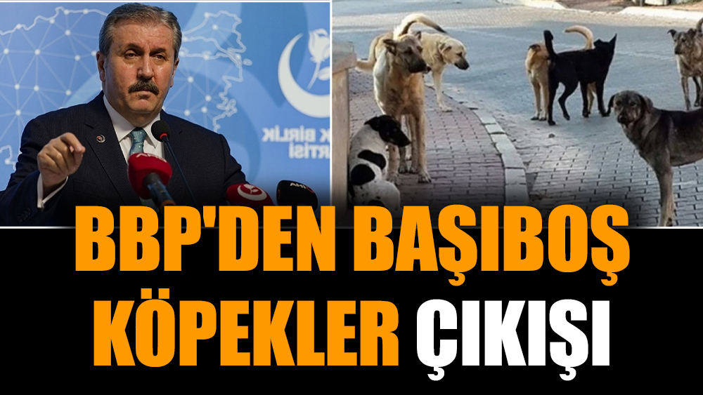 BBP'den başıboş köpekler çıkışı