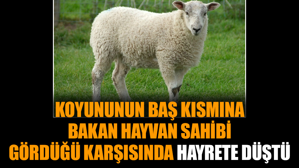 Koyununun baş kısmına bakan hayvan sahibi gördüğü karşısında hayrete düştü