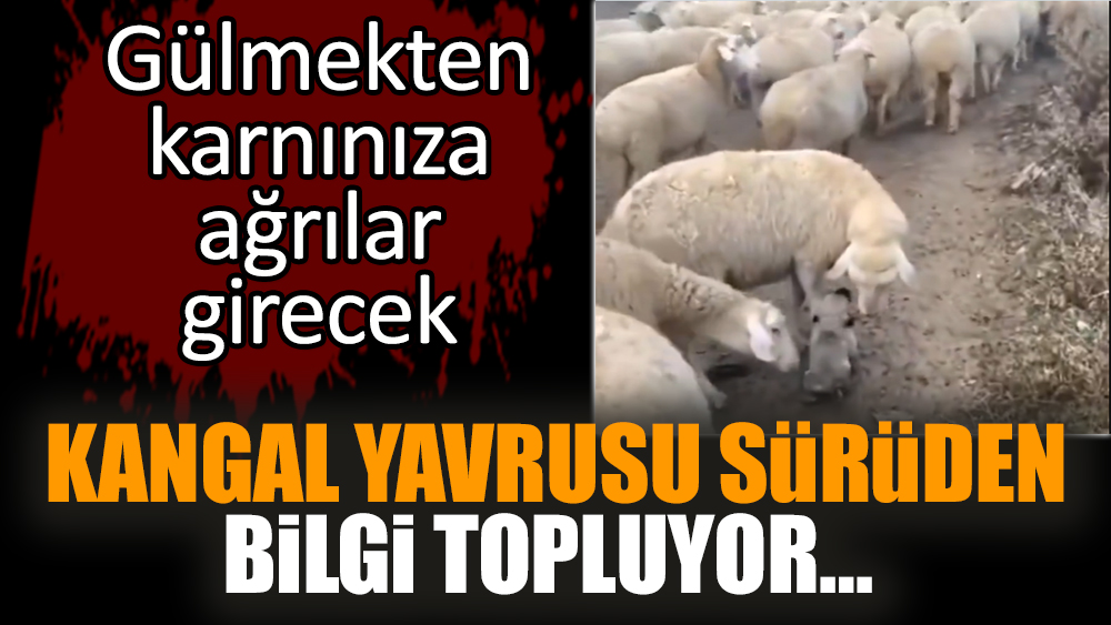 Kangal yavrusu sürüden bilgi topluyor… Gülmekten karnınıza ağrılar girecek