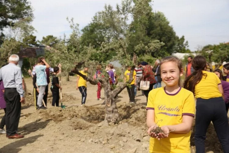 Ağaç taşınır mı demeyin: Zeytin ağaçları yeni yerine taşındı