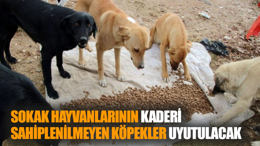 Sokak Hayvanlarının Kaderi AKP'nin Elinde