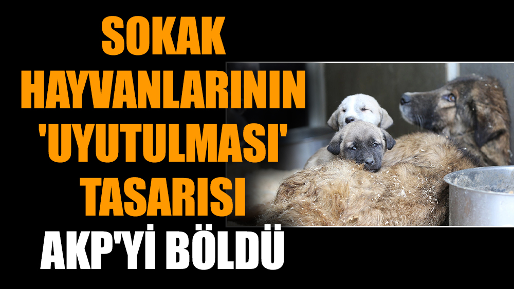 Sokak hayvanlarının 'uyutulması' tasarısı AKP'yi böldü