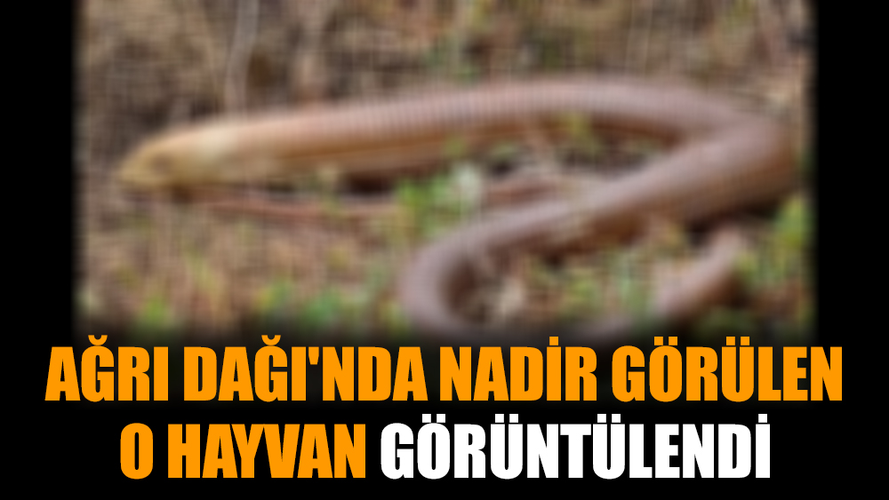 Ağrı Dağı'nda nadir görülen o hayvan görüntülendi