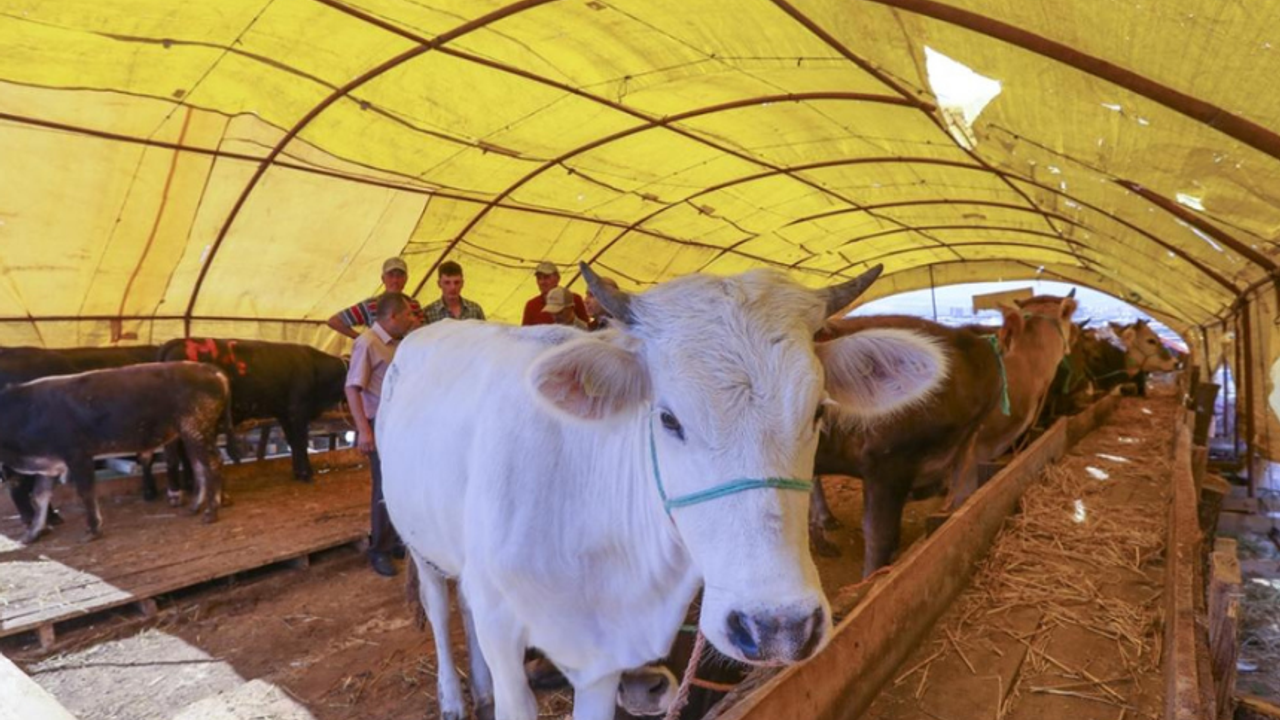 Kurban Bayramı İçin Satış Yapan Besiciler Kan Ağlıyor