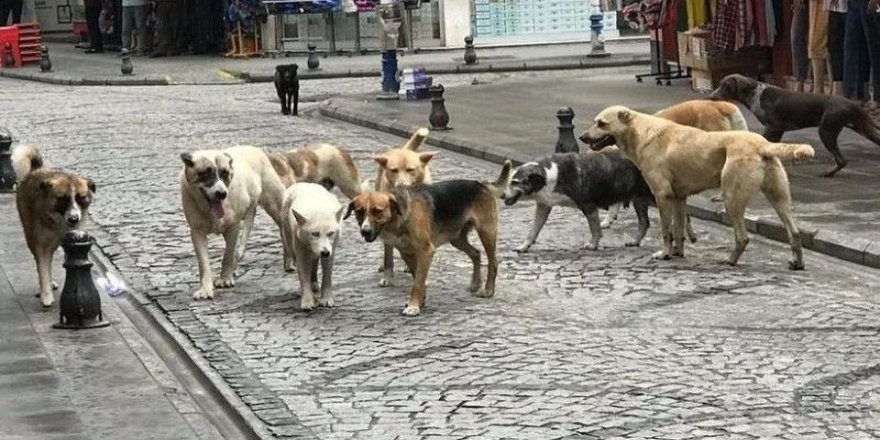 Bakan Koca'dan sokak köpeklerine ilişkin açıklama